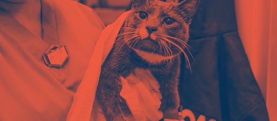 A shelter worker holds a cat wrapped in a blanket.